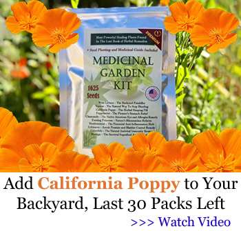 Banner - California Poppy