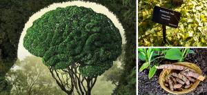 Best Mind Care Remedies for Seniors - Cover