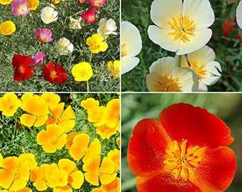 California Poppy - flowers
