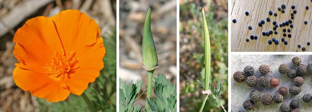 California Poppy - The Lost Herbs