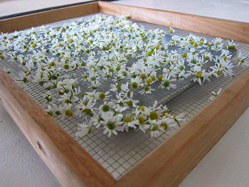 Chamomile AirDry