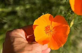 Harvest California Poppy