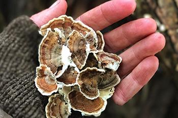 Harvest Turkey Tail Mushroom