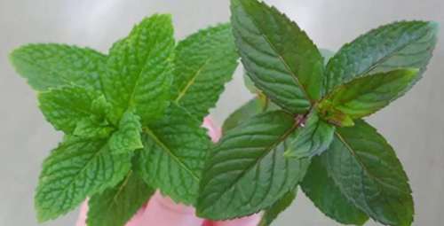 How to Make a Pain Healing Mint Salve - Mint