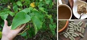 Kava The Most Powerful Herb To Reduce Stress - Cover