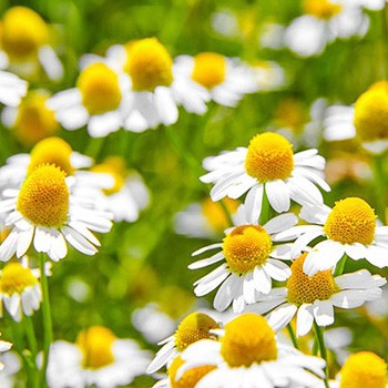 Chamomile - The Lost Herbs