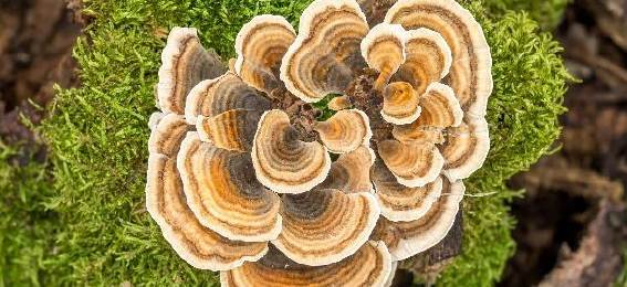 Turkey Tail Mushroom - Cover