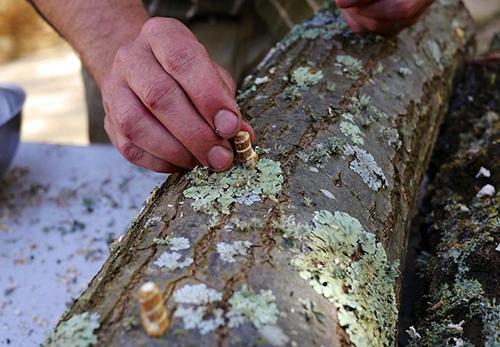Turkey Tail Mushroom Inoculate Wood