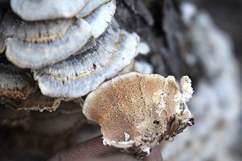Turkey Tail Mushroom - Underside Cap