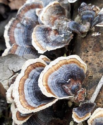 Turkey Tail Mushroom - Upperside Cap
