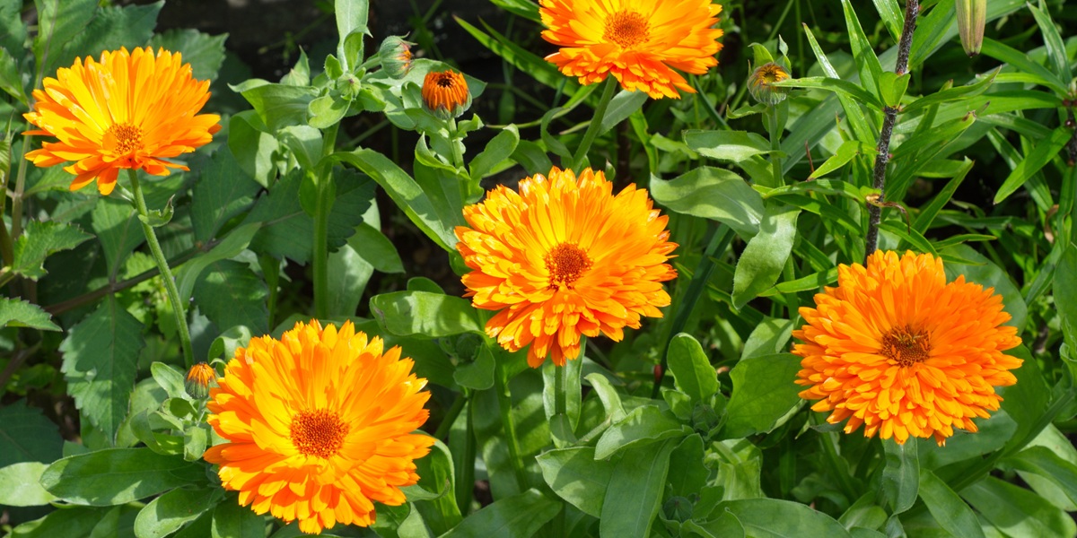 Blooming calendula (lat. Calendula officinalis) in the garden