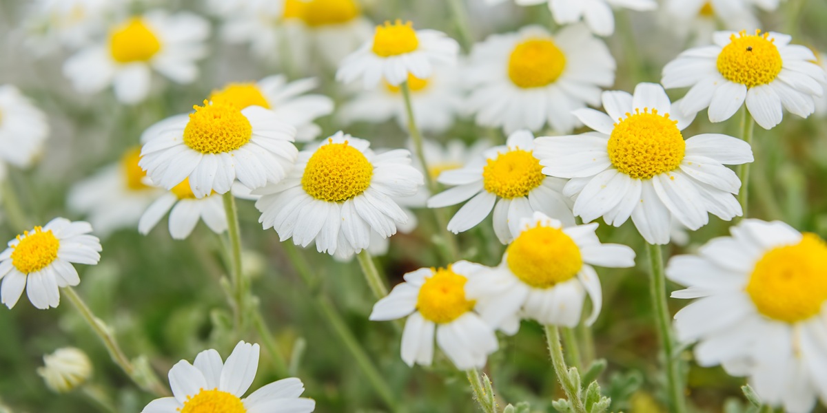 chamomile field