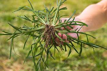 20 Edible and Medicinal Plants you can forage in March - Goosegrass