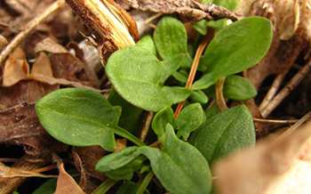 20 Edible and Medicinal Plants you can forage in March - Sheep Sorrel