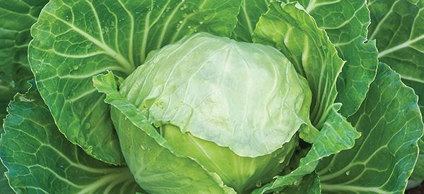 Cabbage - Cover