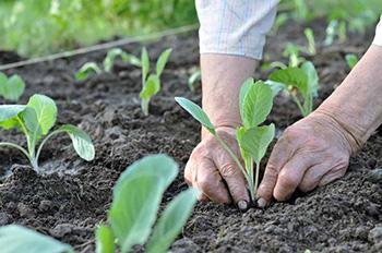 cabbage tree seedling