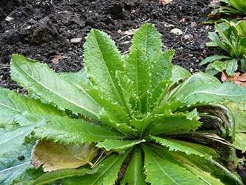 Grow Wld Lettuce