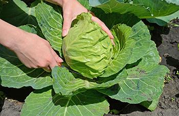 Harvest Cabbage