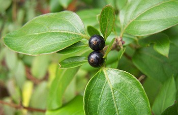 Honeysuckle - Fruit