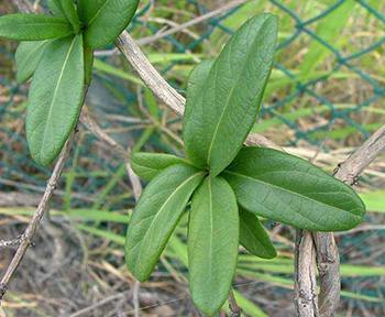 Honeysuckle - Leaf