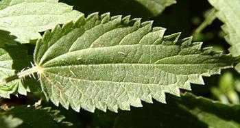 The Driveway Weed Similar to Vicodin - Nettle Leaf