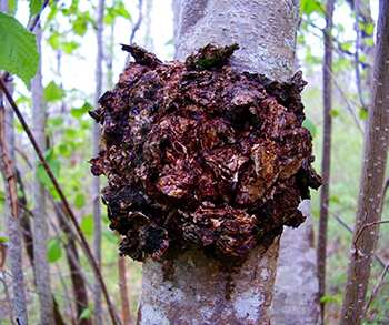 The Only 6 Medicinal Mushrooms You Need to Know - Chaga