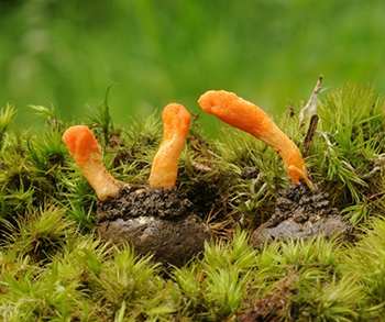 The Only 6 Medicinal Mushrooms You Need to Know - Cordyceps