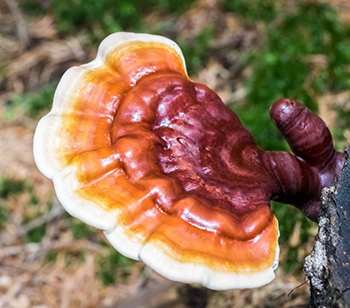 The Only 6 Medicinal Mushrooms You Need to Know - Reishi
