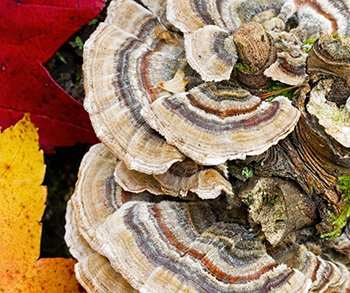 The Only 6 Medicinal Mushrooms You Need to Know - Turkey Tail
