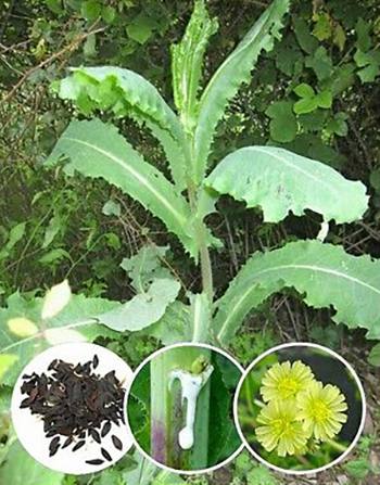 WIld Lettuce Natural Remedies