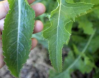 Wild Lettuce - Leaf