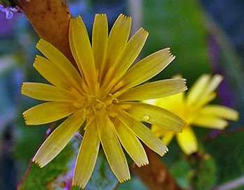 Wild Lettuce flower