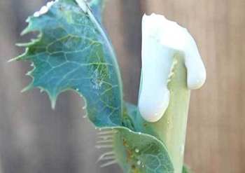 Wild lettuce sap