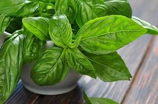 10 Remedies you can find in your kitchen - Basil