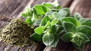 10 Remedies you can find in your kitchen - Oregano