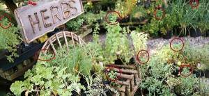 16 Medicinal Herbs You Should Grow Side by Side - Cover 2