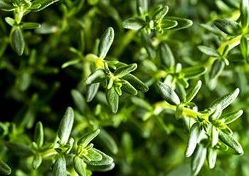 16 Medicinal Herbs You Should Grow Side by Side - Thyme