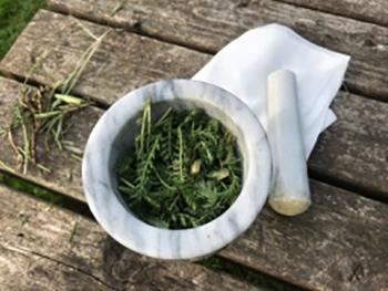 50 Ways to Use Yarrow - Stop Bleeding