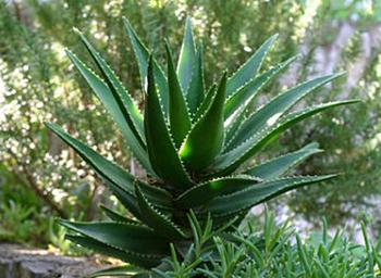 Aloe Vera - History