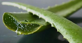 Aloe Vera - Leaf
