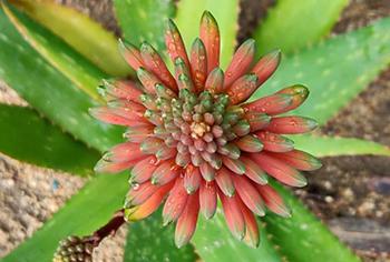 Aloe Vera - flower