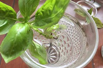 Basil, How to Grow More Than You Can Eat - Allow Roots to Grow