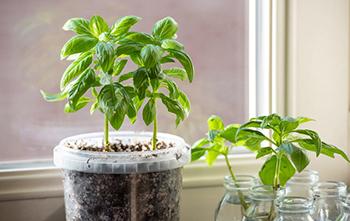 Basil, How to Grow More Than You Can Eat - Plant