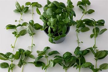 Basil, How to Grow More Than You Can Eat -Repeat cuttings