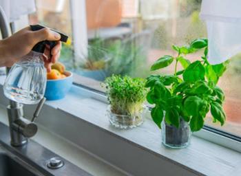 Basil, How to Grow More Than You Can Eat - Water