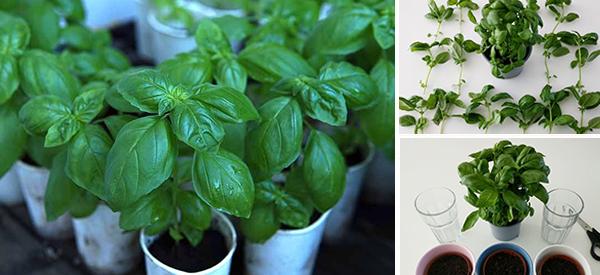 Basil, How to Grow More Than You Can Eat