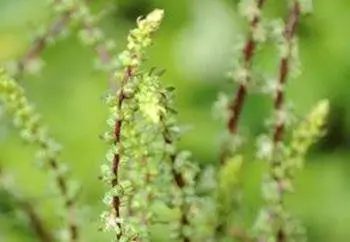 Beetroot - The Lost Herbs