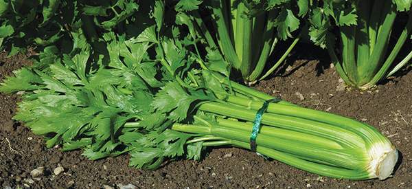 Celery - Cover