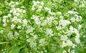 Celery flowers