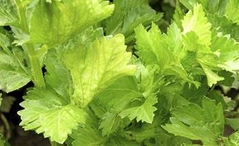 Celery leaves